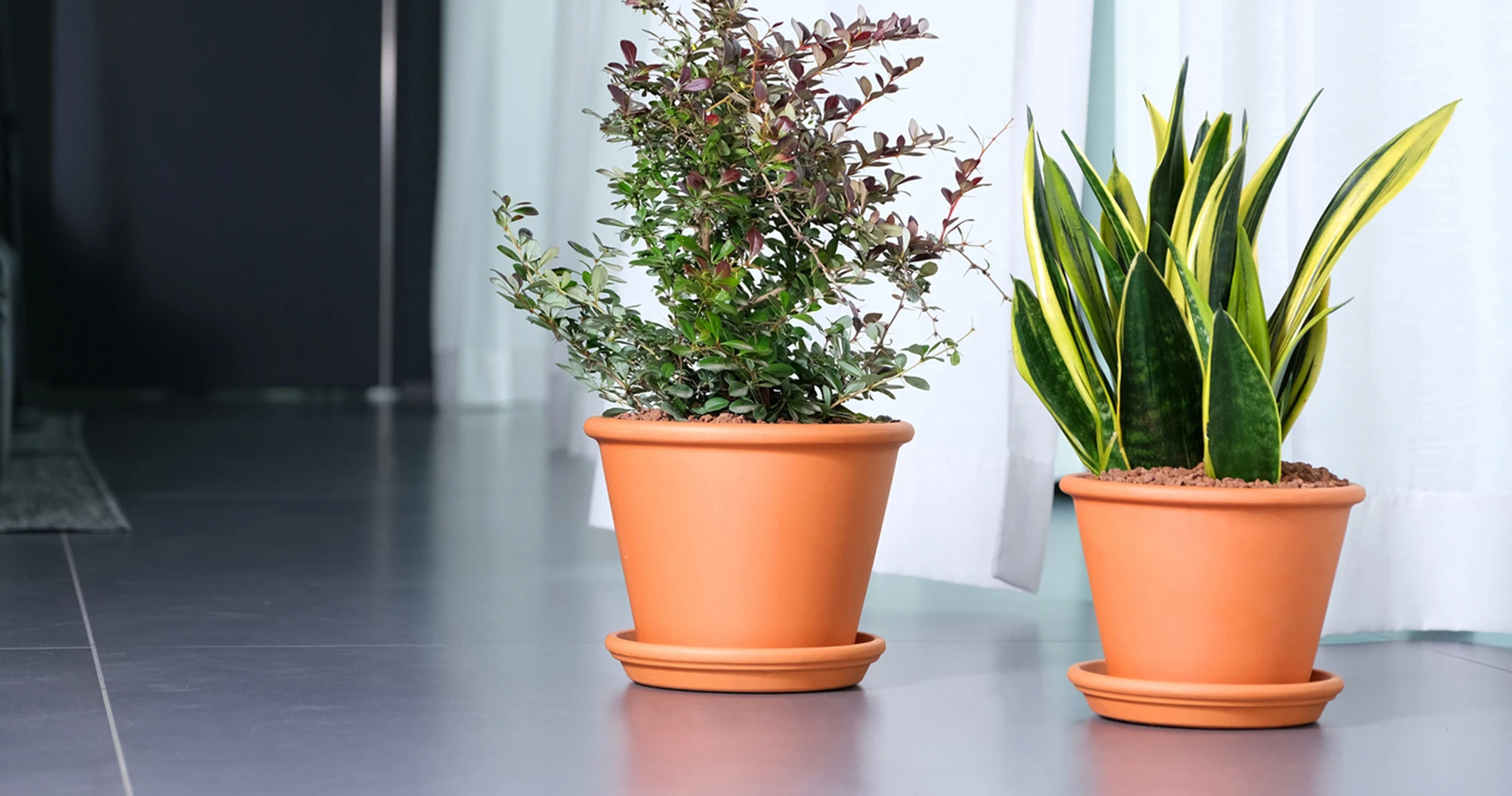 Doniczki z tradycyjnej włoskiej terakoty w kolorze cegły.