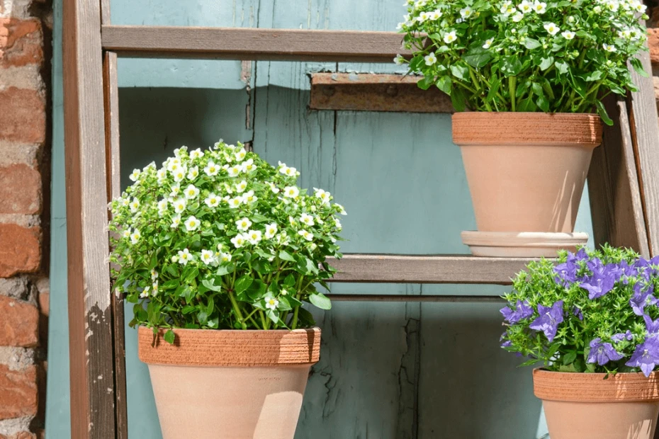 Terracotta Graffiata