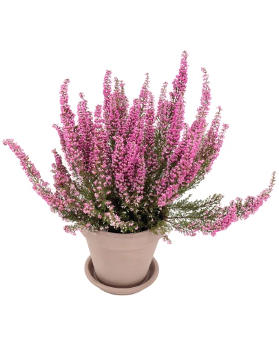 Doniczka VASO VULCANO D19 Ceramiczna Terakota 19cm 5