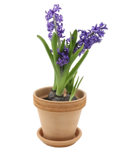 DEGREA Doniczka Ceramiczna Terakota VASO ARENA GRAFFIATO D15 cm + Podstawek D13 cm 3