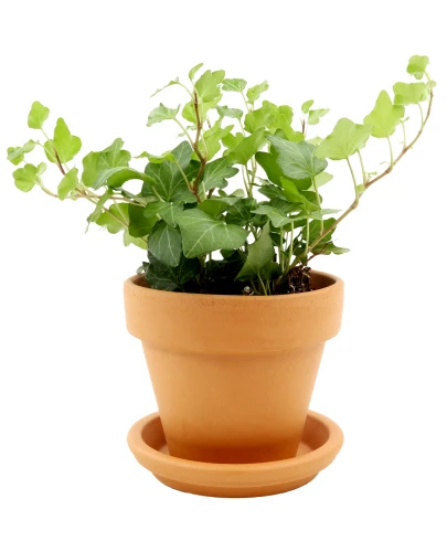 DEGREA Doniczka Ceramiczna Terakota VASO D11 cm + Podstawek D11 cm 2